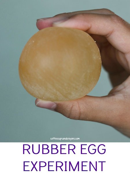 Rubber Egg Experiment