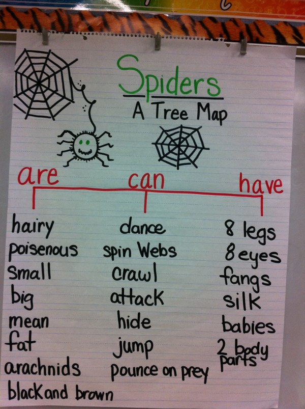 spider facts