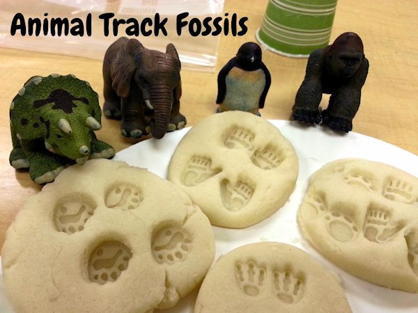 Animal Track Fossils