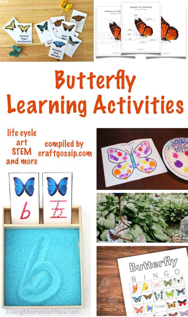 Fun Activities to Learn about Butterflies – Lesson Plans